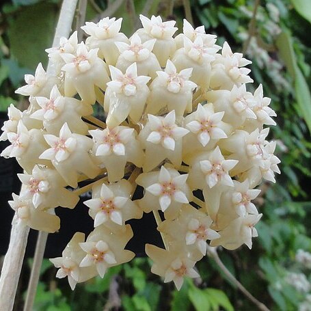 Hoya latifolia unspecified picture