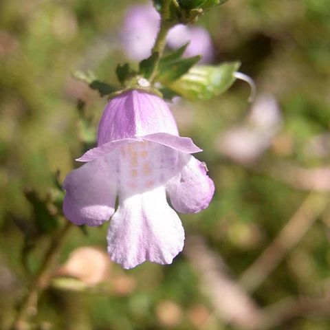 Prostanthera cryptandroides unspecified picture