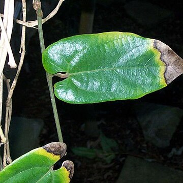 Aristolochia australopithecurus unspecified picture