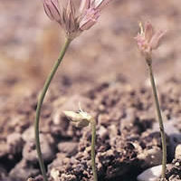 Allium calamarophilon unspecified picture