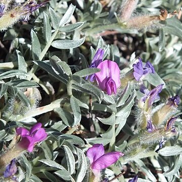 Oxytropis tragacanthoides unspecified picture