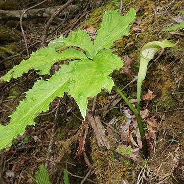 Arisaema longipedunculatum unspecified picture