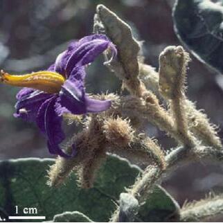 Solanum falciforme unspecified picture