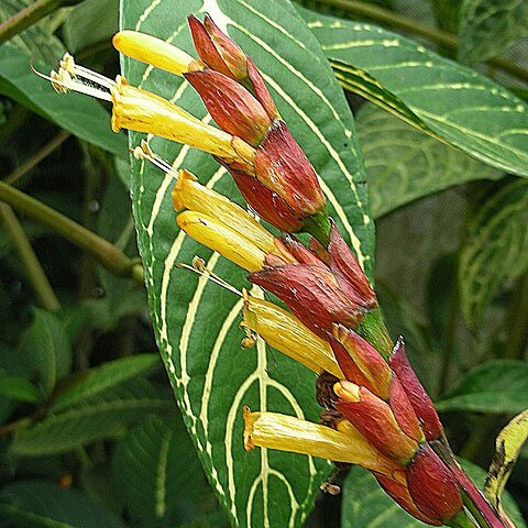 Sanchezia parvibracteata unspecified picture