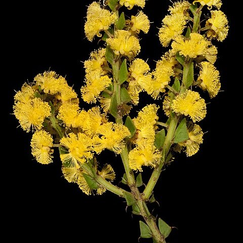 Acacia chrysocephala unspecified picture