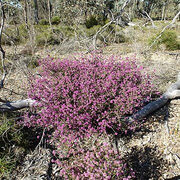 Melaleuca spathulata unspecified picture