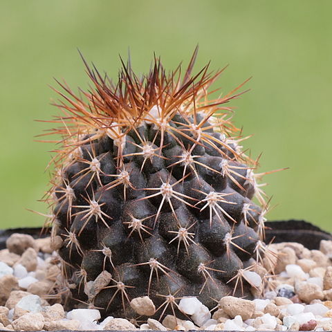 Copiapoa serpentisulcata unspecified picture