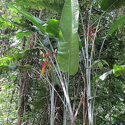 Heliconia platystachys unspecified picture