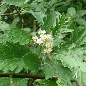 Hedlundia pseudothuringiaca unspecified picture