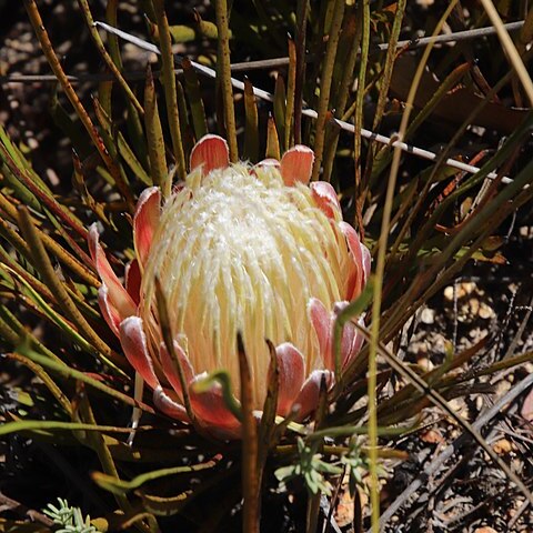 Protea scorzonerifolia unspecified picture