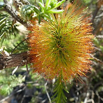 Melaleuca calothamnoides unspecified picture