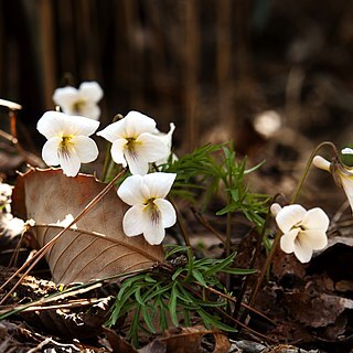 Viola chaerophylloides unspecified picture