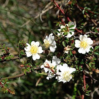 Rosa transmorrisonensis unspecified picture