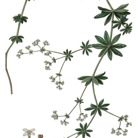 Galium rivale unspecified picture