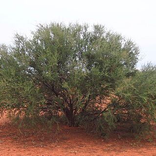 Acacia tetragonophylla unspecified picture