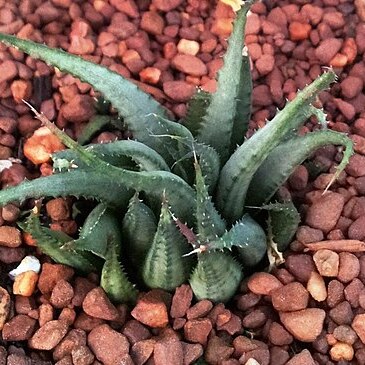 Haworthia chloracantha var. subglauca unspecified picture