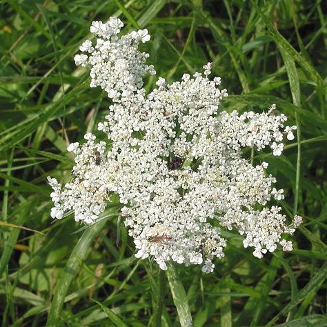 Apiaceae unspecified picture