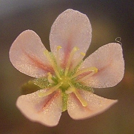 Drosera occidentalis unspecified picture