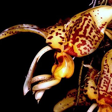 Stanhopea shuttleworthii unspecified picture