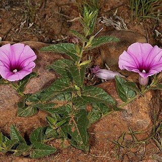 Ipomoea transvaalensis unspecified picture