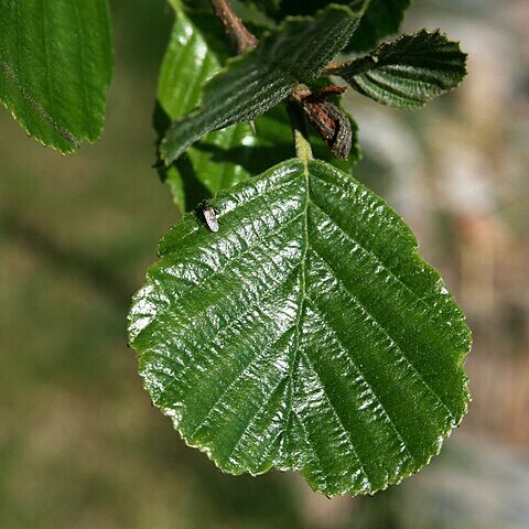 Alnus glutinosa subsp. glutinosa unspecified picture