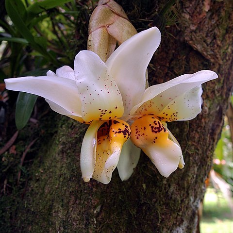 Stanhopea x fowlieana unspecified picture