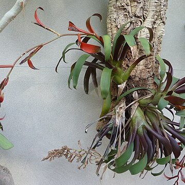 Tillandsia leiboldiana unspecified picture