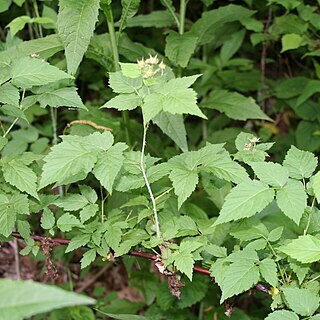 Rubus allegheniensis unspecified picture