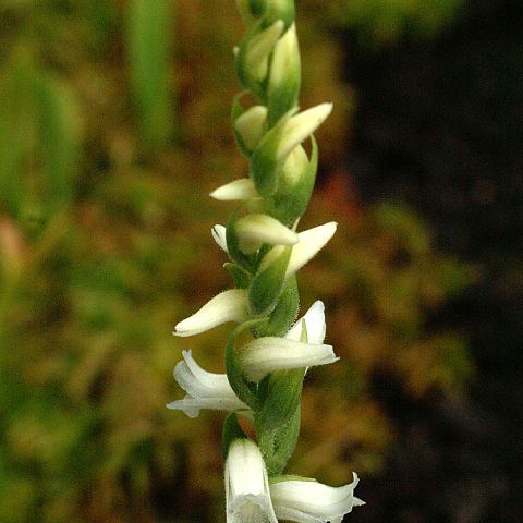 Spiranthes ochroleuca unspecified picture