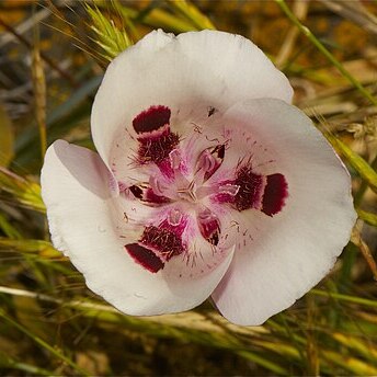 Calochortus argillosus unspecified picture