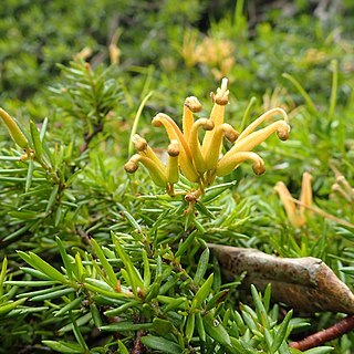 Grevillea prostrata unspecified picture