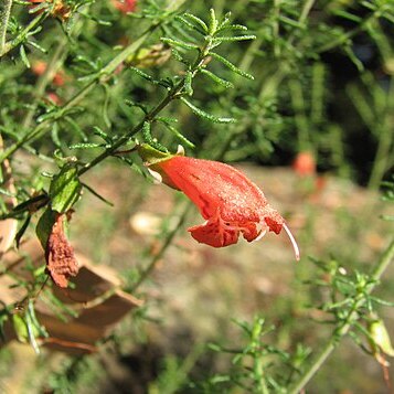 Prostanthera aspalathoides unspecified picture