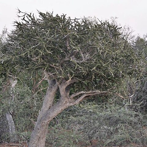 Boscia foetida subsp. rehmanniana unspecified picture