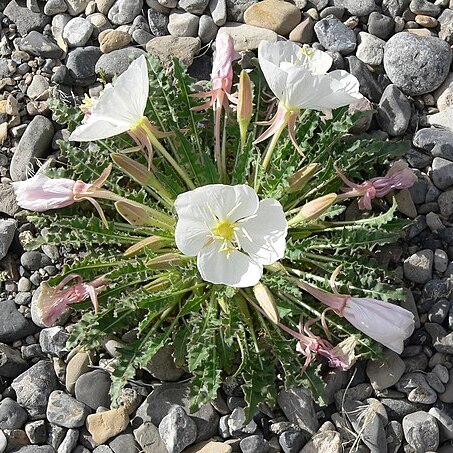 Oenothera cespitosa unspecified picture