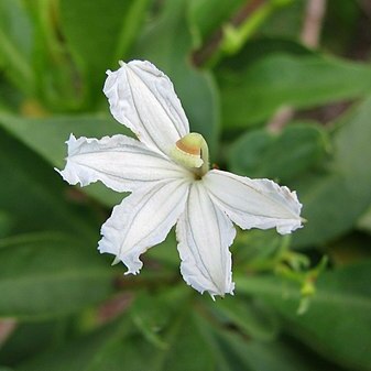 Scaevola gaudichaudiana unspecified picture