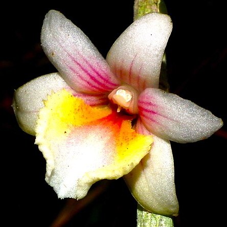 Dendrobium boosii unspecified picture