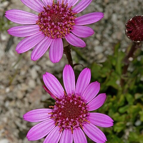 Senecio hastifolius unspecified picture