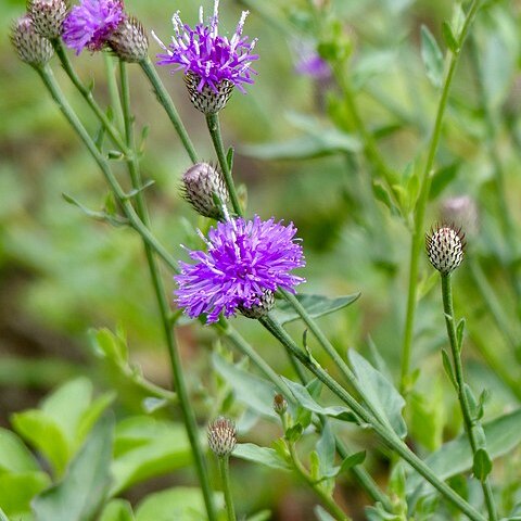 Parapolydora fastigiata unspecified picture