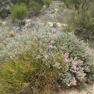 Melaleuca leptospermoides unspecified picture