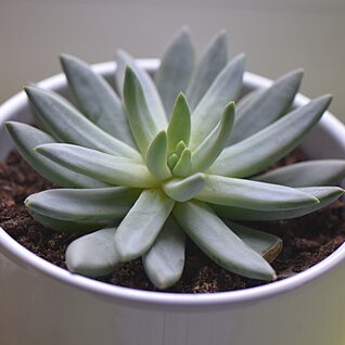 Pachyphytum longifolium unspecified picture