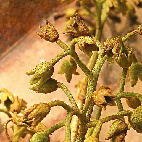 Heritiera longipetiolata unspecified picture