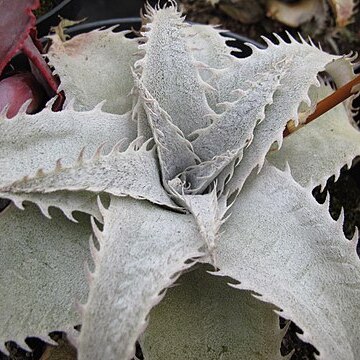 Dyckia marnier-lapostollei unspecified picture