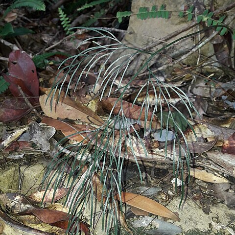 Asplenium novae-caledoniae unspecified picture