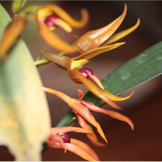 Bulbophyllum trigonosepalum unspecified picture