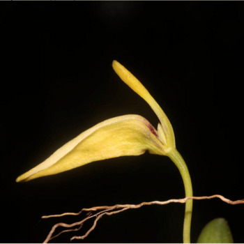 Bulbophyllum restrepia unspecified picture