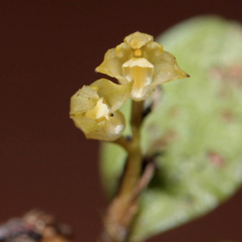 Bulbophyllum pauciflorum unspecified picture