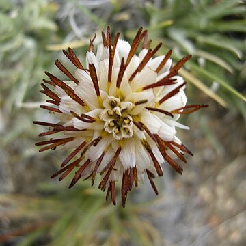 Hypochaeris incana unspecified picture