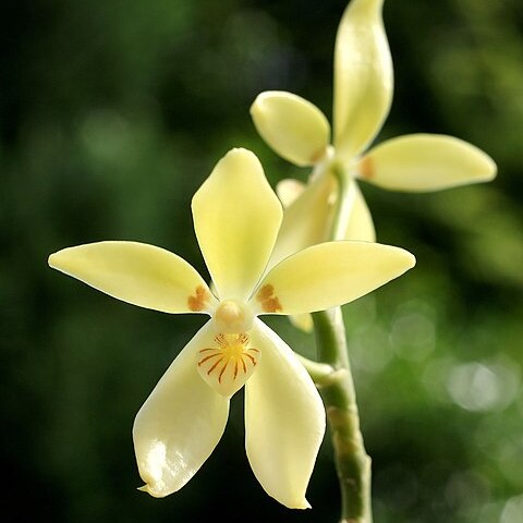 Phalaenopsis cochlearis unspecified picture