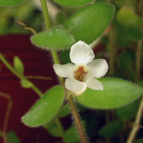 Codonanthe devosiana unspecified picture