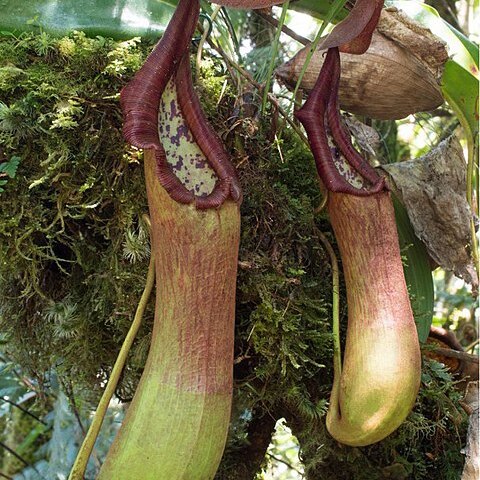 Nepenthes pantaronensis unspecified picture